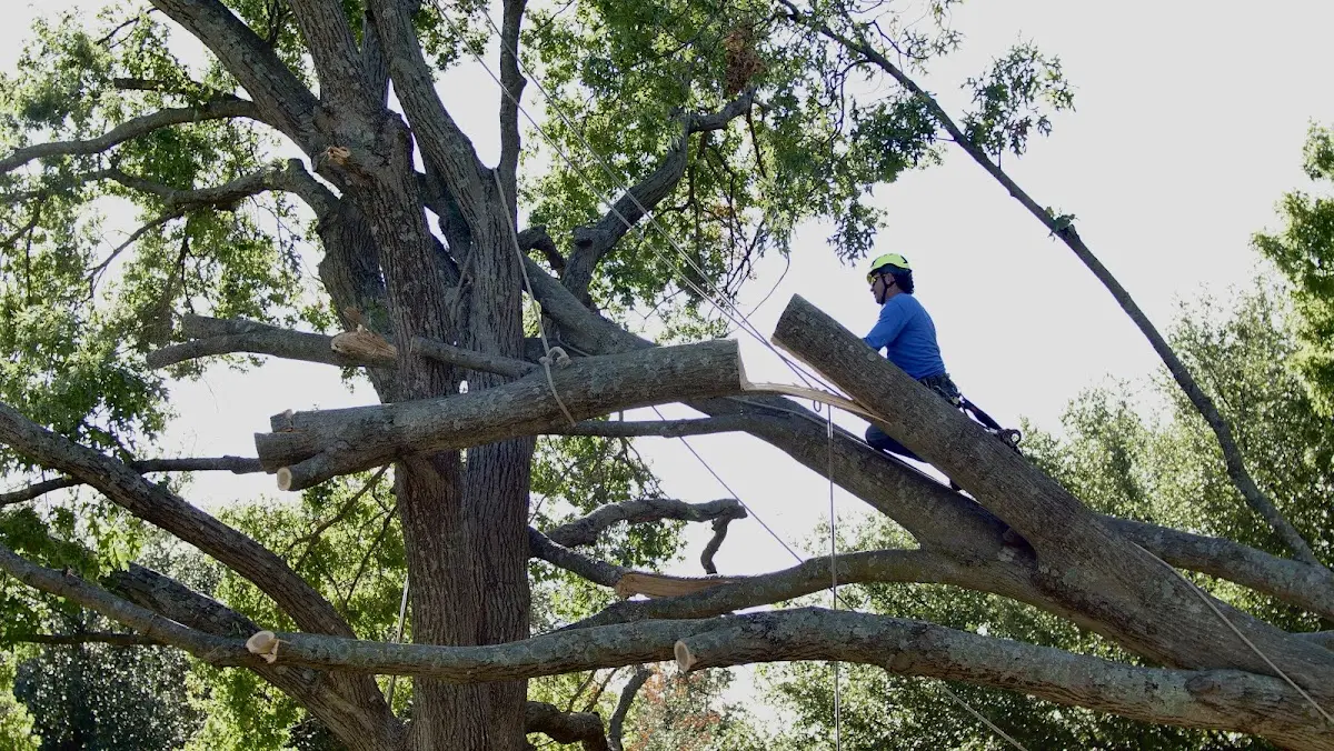 Professional Crown Thinning performed by certified arborists in De Witt
